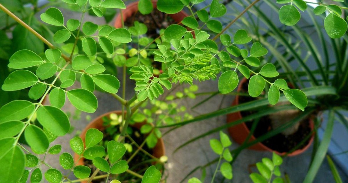 Read more about the article Moringa and Hepatitis