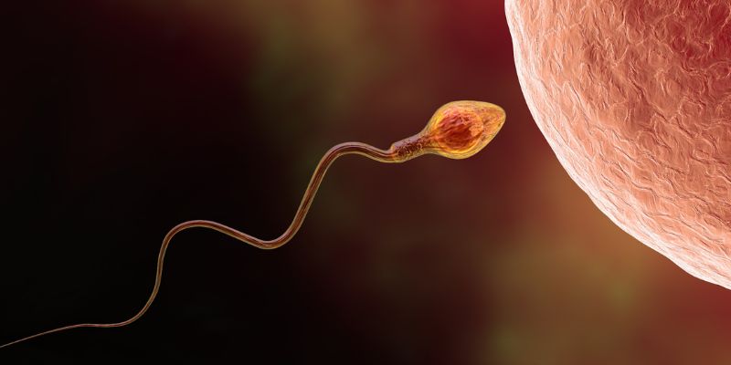 Read more about the article Oligospermia treatment home remedies: Best ways to boost sperm count naturally